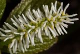 Chloranthus quadrifolius