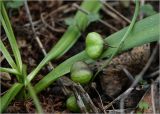 Scilla siberica