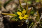 Draba scabra