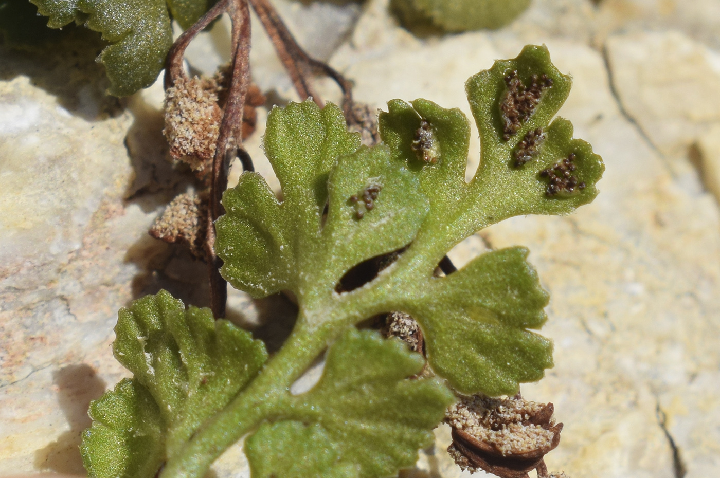 Изображение особи Asplenium ruta-muraria.