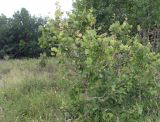 Populus tremula