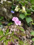 Geranium robertianum. Цветки и развивающиеся листья (лепестки аномальные - не цельные). Краснодарский край, городской округ Сочи, Хостинский р-н, у дороги к Ореховскому водопаду, на уступе. 19.04.2023.