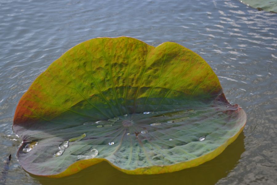 Image of Nelumbo caspica specimen.