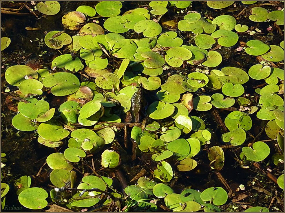 Изображение особи Hydrocharis morsus-ranae.