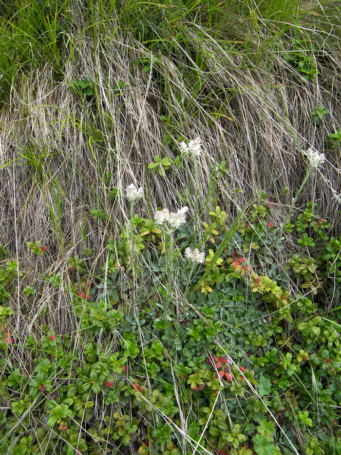 Изображение особи Antennaria caucasica.