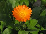 Calendula officinalis. Верхушка побега с раскрывшимся и нераскрывшимся соцветиями. Окр. Саратова, на пустыре у железнодорожной станции. 14 октября 2012 г.