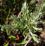 Helichrysum italicum. Верхушка веточки. Испания, г. Валенсия, резерват Альбуфера (Albufera de Valencia), стабилизировавшаяся дюна. 6 апреля 2012 г.