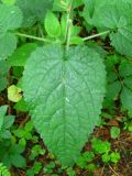 Stachys sylvatica. Лист. Украина, Тернопольская обл., Кременецкий р-н, г. Почаев. 04.06.2012.