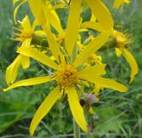 Ligularia sibirica