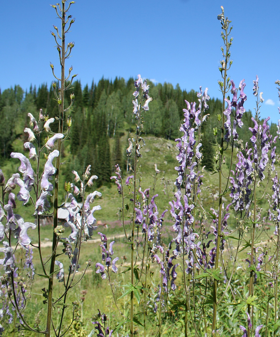 Изображение особи Aconitum leucostomum.