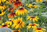 Rudbeckia hirta. Верхушки побегов с соцветиями. Коми, г. Сыктывкар, цветник около частного дома. 30.08.2013.