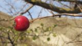 Crataegus monogyna