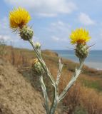 Centaurea solstitialis. Верхушки веточек с соцветиями. Краснодарский край, Темрюкский р-н, мыс Железный Рог, приморский обрывистый глинистый склон. 20.06.2015.