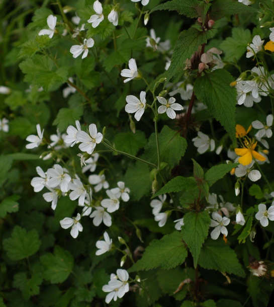 Изображение особи Cerastium pauciflorum.