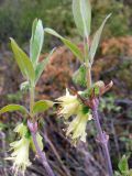 Lonicera edulis. Побеги с соцветиями. Якутия (Саха), Алданский р-н, берег р. Тимптон 201 км от устья. 09.06.2011.