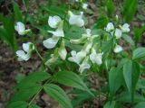 Lathyrus vernus