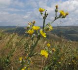 Crepis pannonica. Верхушка цветущего растения. Краснодарский край, м/о г. Геленджик, хр. Маркотх, гора Иорданова, выс. ≈ 650 м н.у.м., горный луг. 23.07.2016.