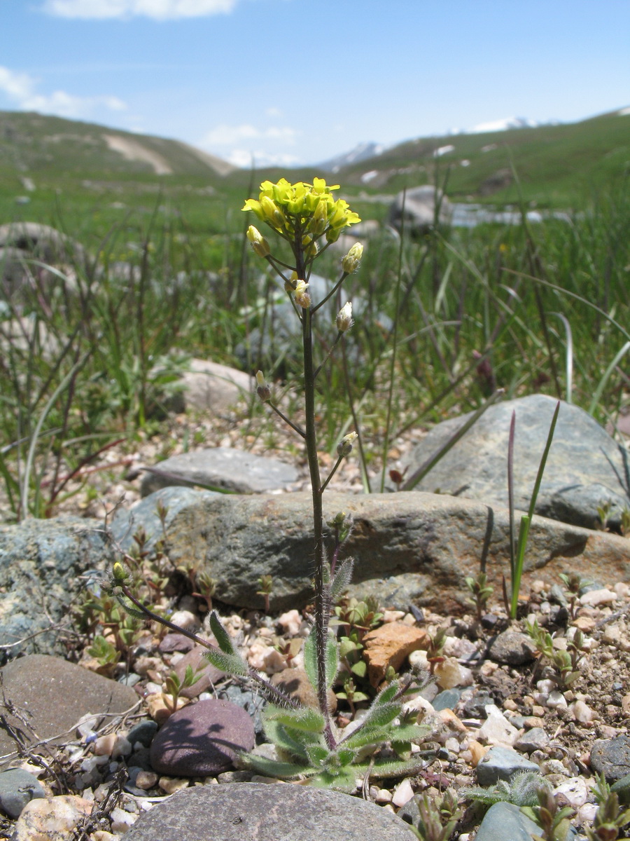 Изображение особи Draba nemorosa.