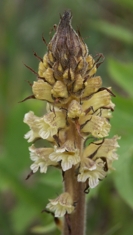 Image of Orobanche pallidiflora specimen.