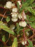 Cuscuta planiflora