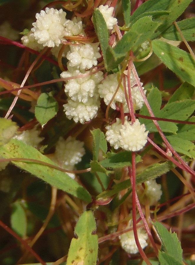 Image of Cuscuta planiflora specimen.