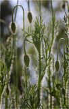 Papaver stevenianum