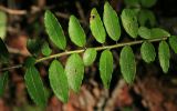 Ilex rugosa