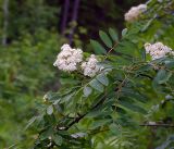 Sorbus aucuparia