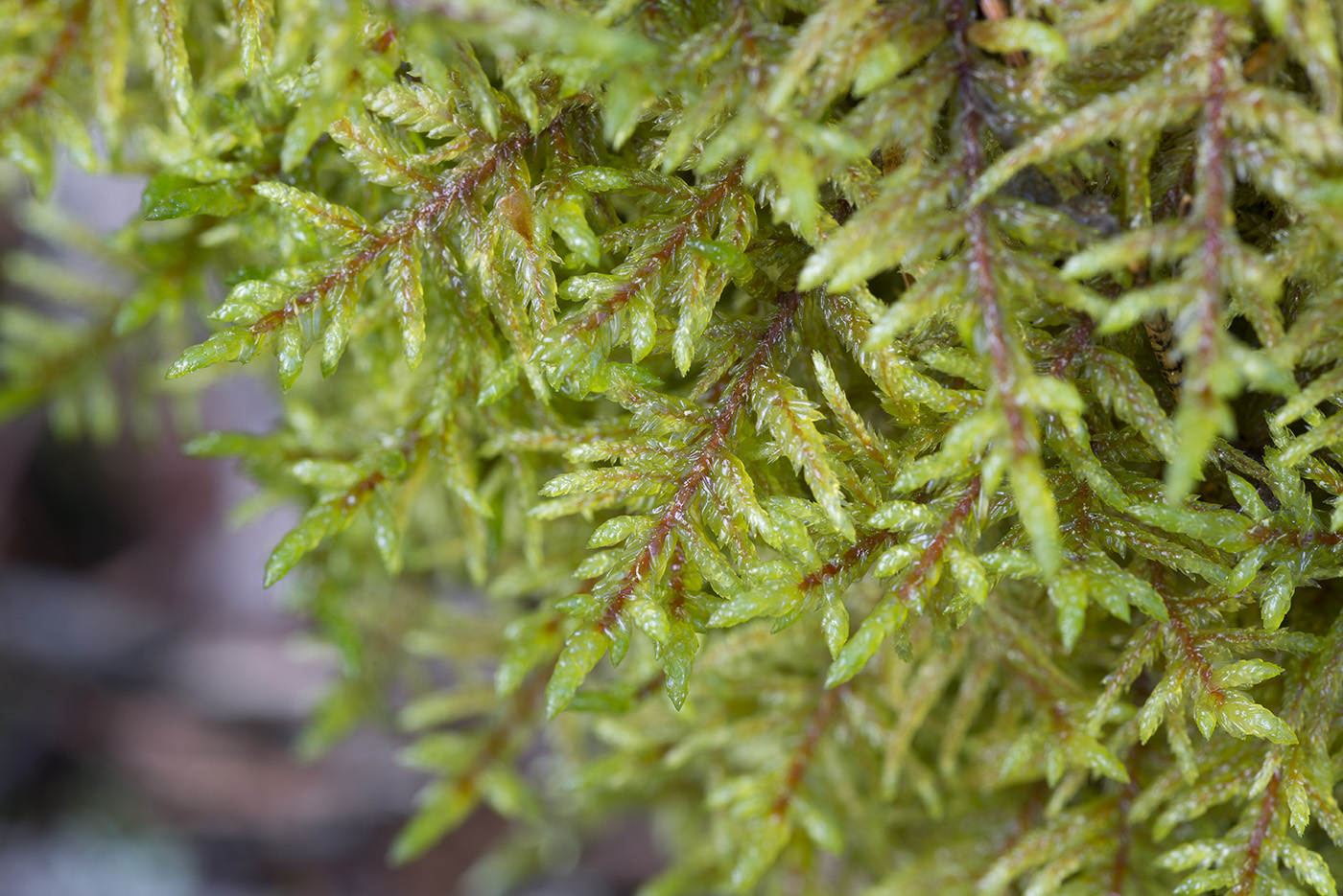 Image of Pleurozium schreberi specimen.