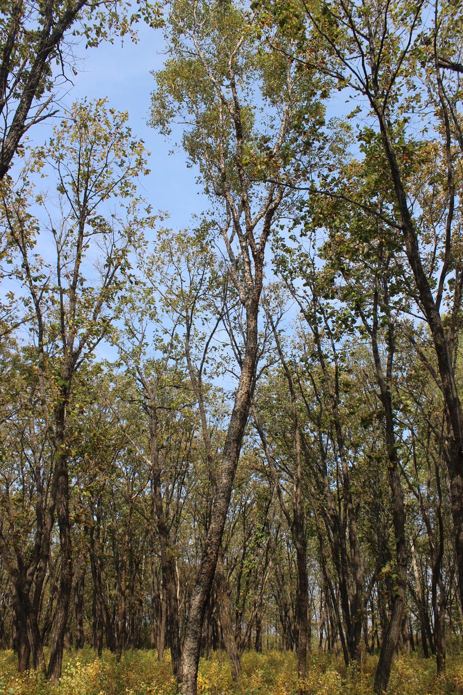 Image of Betula dauurica specimen.