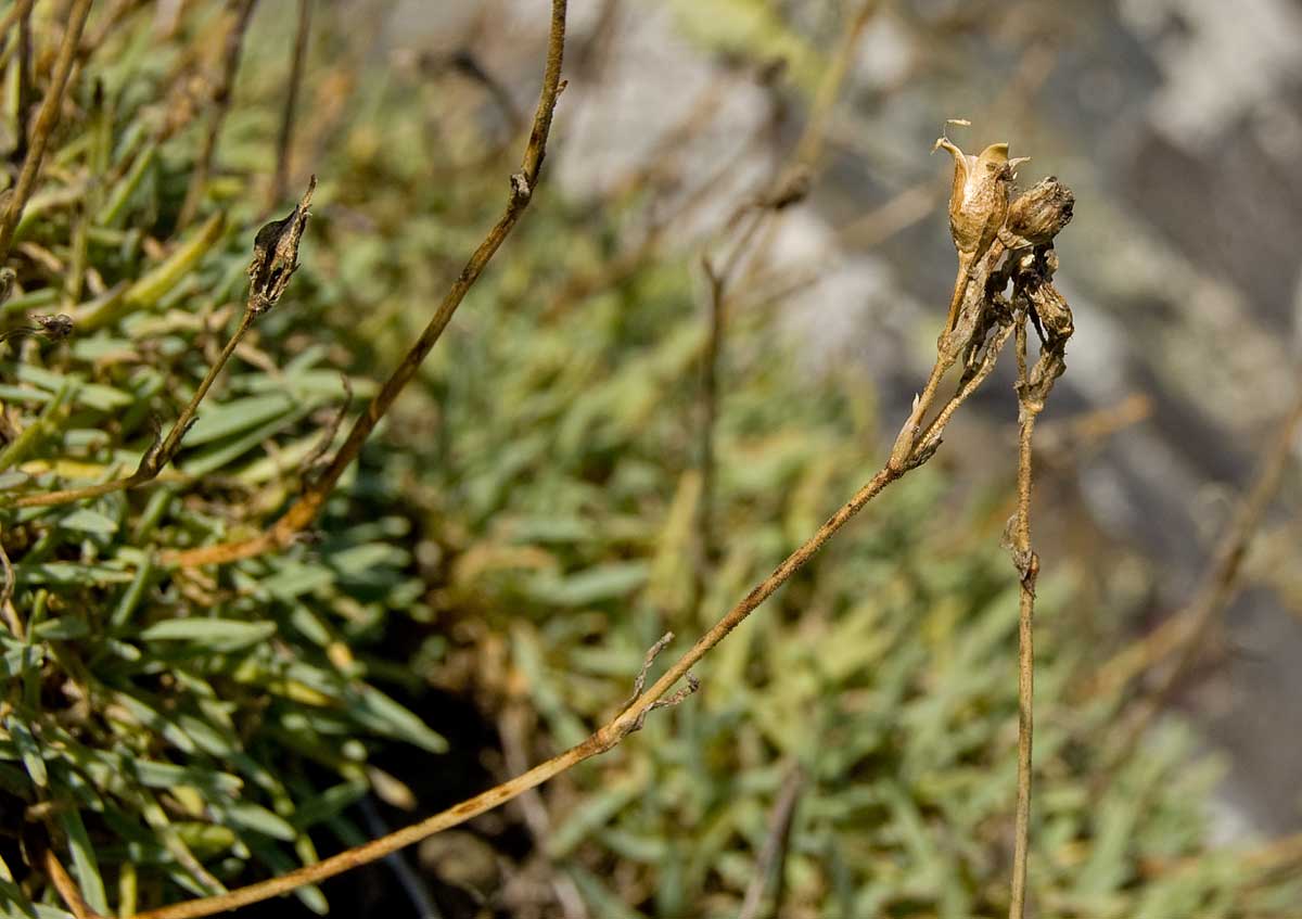 Изображение особи Gypsophila uralensis.