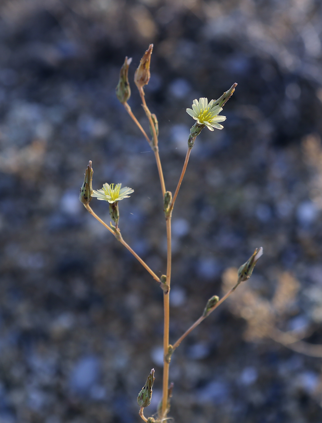 Изображение особи Lactuca serriola.