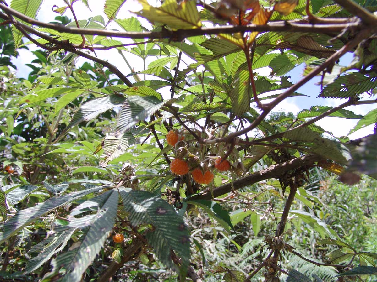 Изображение особи Rubus lineatus.