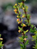 Berberis sibirica. Верхушка побега с цветками и кормящимся насекомым. Монголия, аймак Архангай, вулкан Хорго, ≈ 2400 м н.у.м., каменистый склон. 06.06.2017.