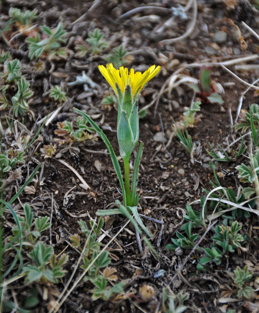 Изображение особи Scorzonera austriaca.