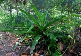 Crinum asiaticum