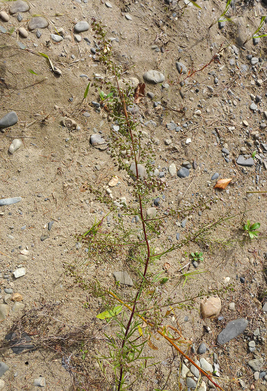 Изображение особи Artemisia desertorum.