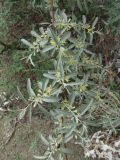 Elaeagnus caspica