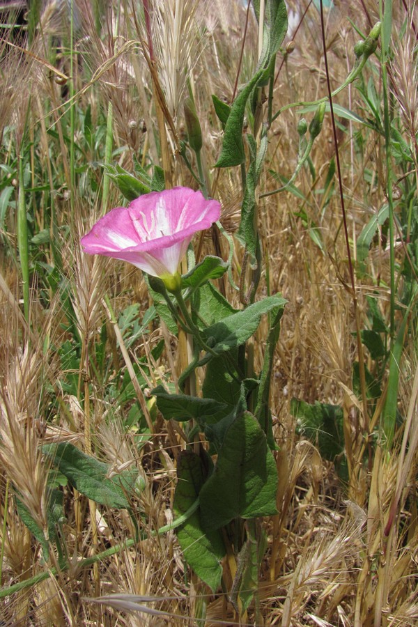 Изображение особи Convolvulus arvensis.