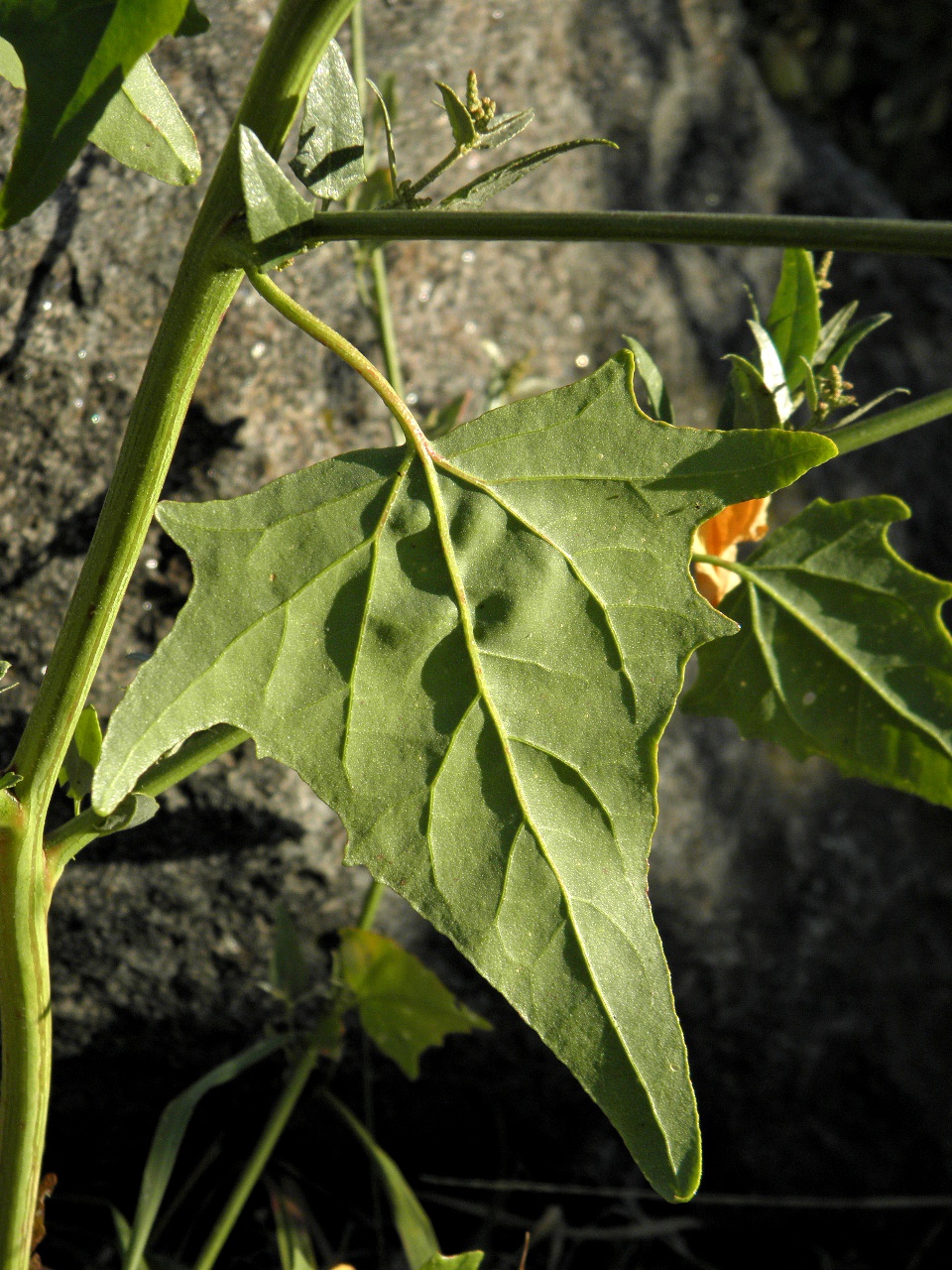 Изображение особи Atriplex micrantha.