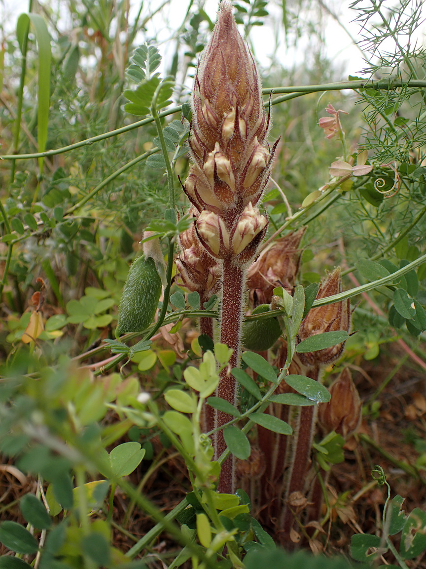 Изображение особи Orobanche crenata.