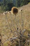 Echinops pungens. Верхушка плодоносящего растения. Грузия, Боржоми-Харагаульский национальный парк, маршрут №10, ≈ 1300 м н.у.м, луг в смешанном лесу на вершине отрога. 08.10.2018.