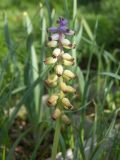 Muscari macrocarpum