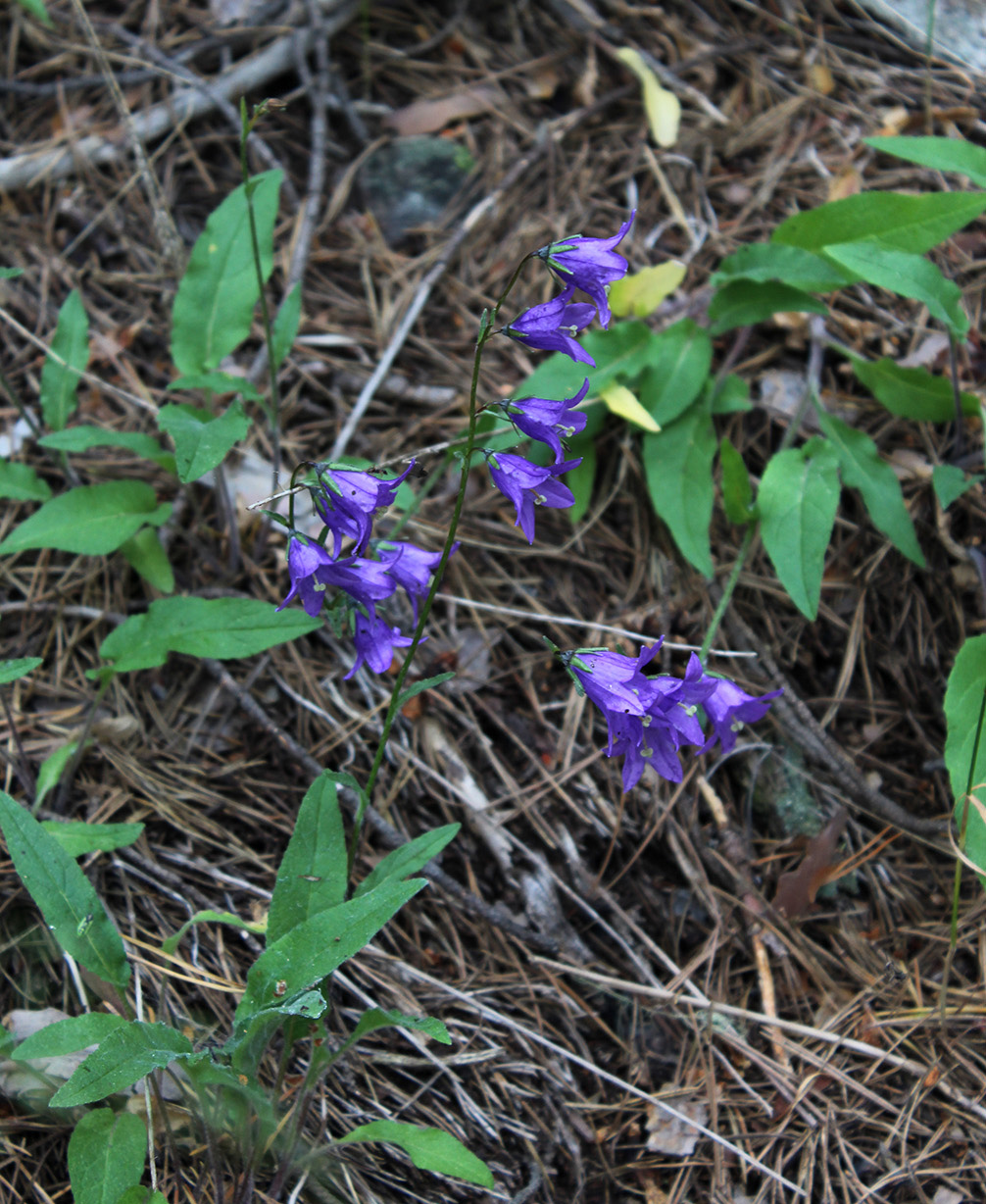 Изображение особи Campanula collina.