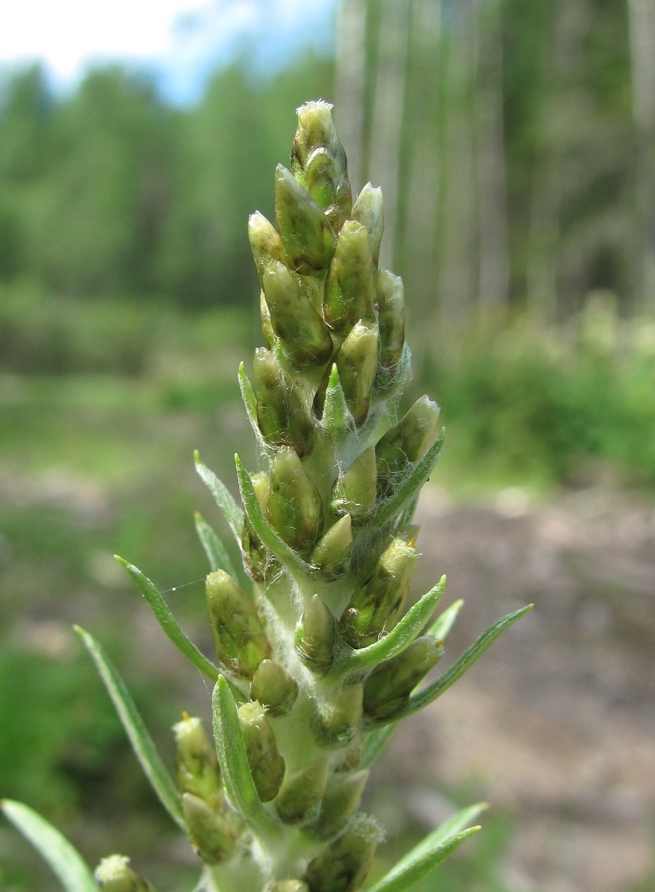 Image of Omalotheca sylvatica specimen.