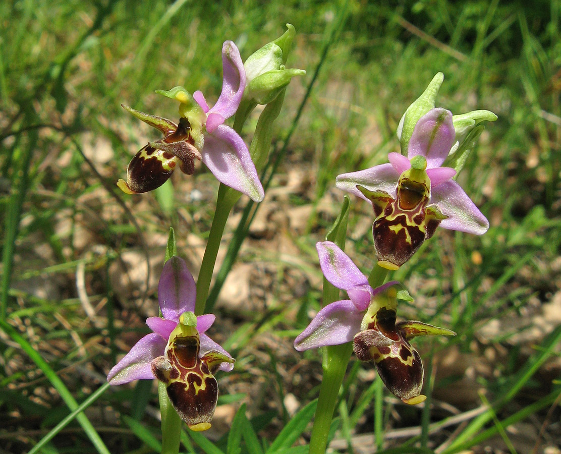 Изображение особи Ophrys oestrifera.