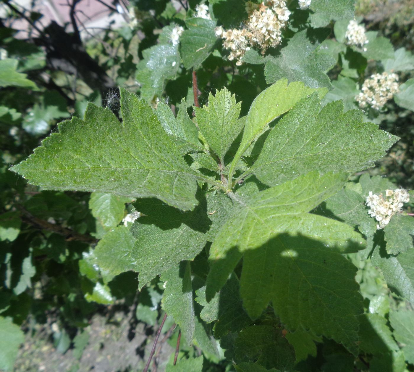 Изображение особи род Crataegus.