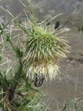 Cirsium echinus