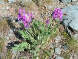 Oxytropis ambigua