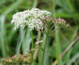 Ostericum palustre. Верхушка растения с соцветием и соплодием. Ярославская обл., Ростовский р-н, окр. Варницкого монастыря, ключевое болото с солоноватыми почвами. 30.08.2019.